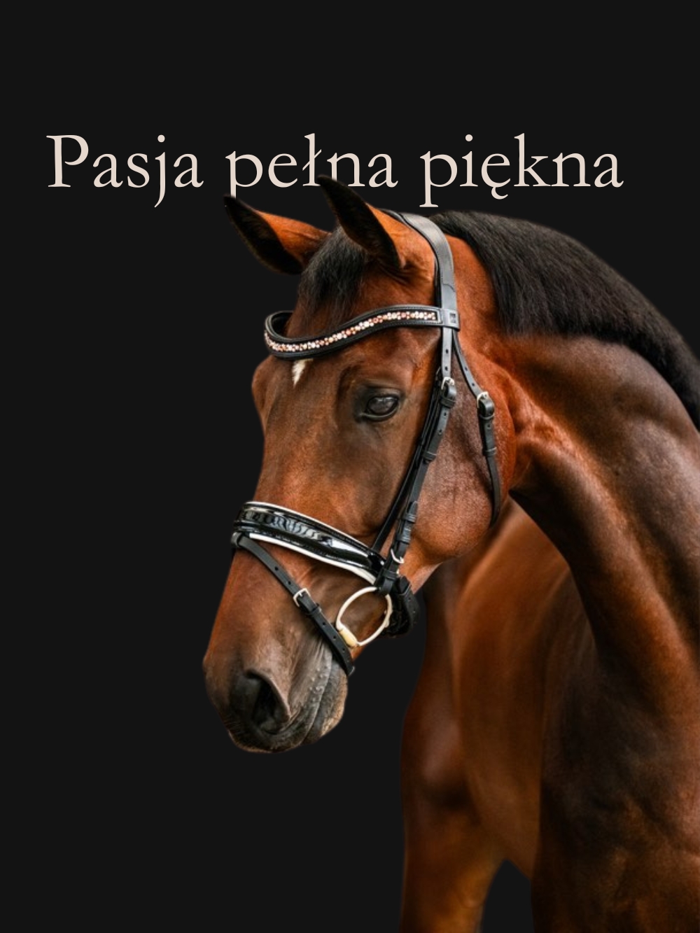 baner pasja pelna piekna kon w naczolku viavissa